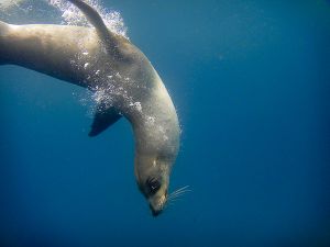 Tagus Cove, Isabella Island, Galapagos 214.jpg